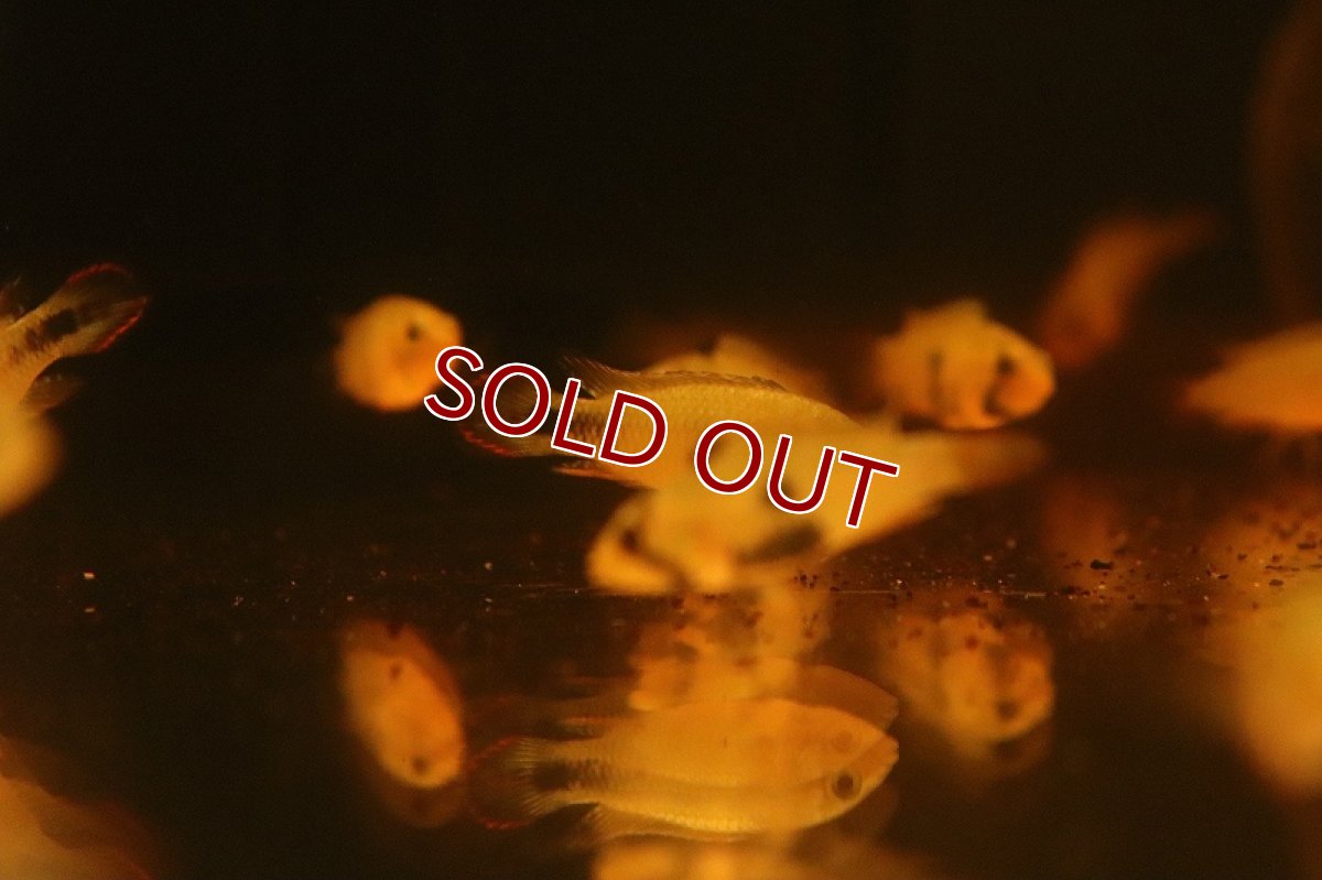 画像2: 【淡水魚】【通販】爆安 アピストグラマ パンドゥロ【1匹 サンプル画像】（アピストグラマ）（生体）（熱帯魚）NKAP (2)