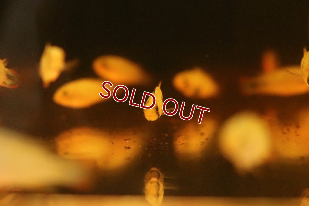 画像3: 【淡水魚】【通販】爆安 アピストグラマ パンドゥロ【1匹 サンプル画像】（アピストグラマ）（生体）（熱帯魚）NKAP (3)