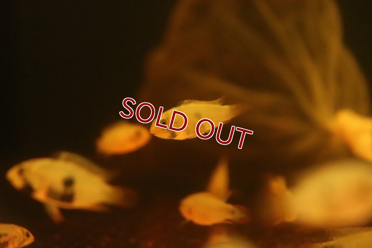 画像4: 【淡水魚】【通販】爆安 アピストグラマ パンドゥロ【1匹 サンプル画像】（アピストグラマ）（生体）（熱帯魚）NKAP (4)