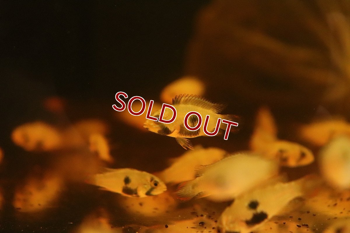 画像5: 【淡水魚】【通販】爆安 アピストグラマ パンドゥロ【1匹 サンプル画像】（アピストグラマ）（生体）（熱帯魚）NKAP (5)