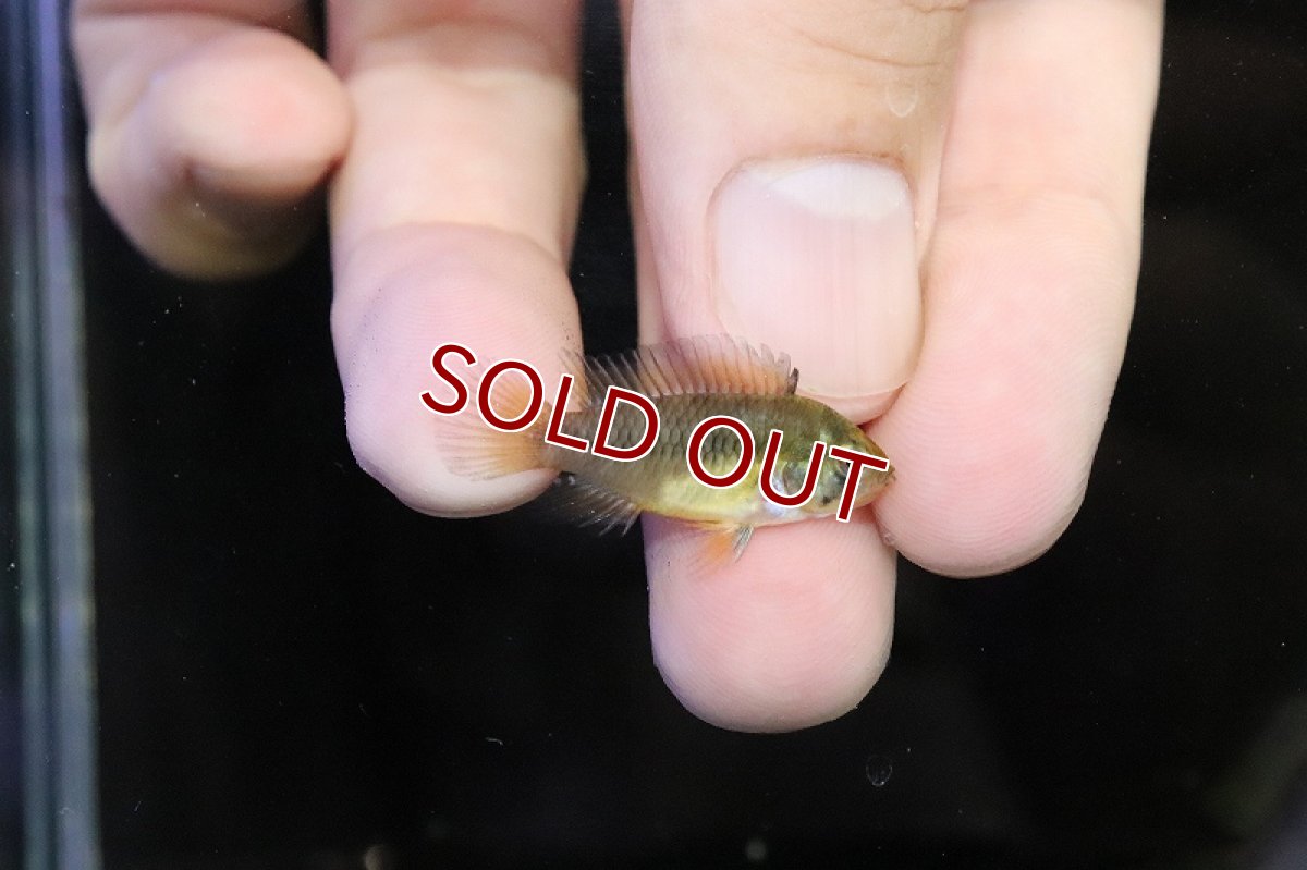 画像2: 【淡水魚】アピストグラマ ボレリー イエロー【1ペア サンプル画像】（アピストグラマ）（生体）（熱帯魚）NKAP (2)