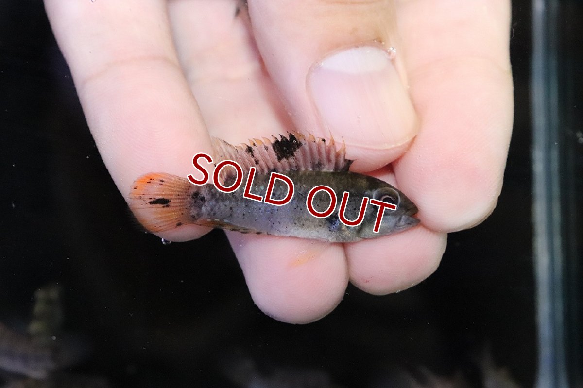 画像2: 【淡水魚】爆安 訳あり アピストグラマ インカ50【1匹 サンプル画像】（アピストグラマ）（生体）（熱帯魚）NKAP (2)