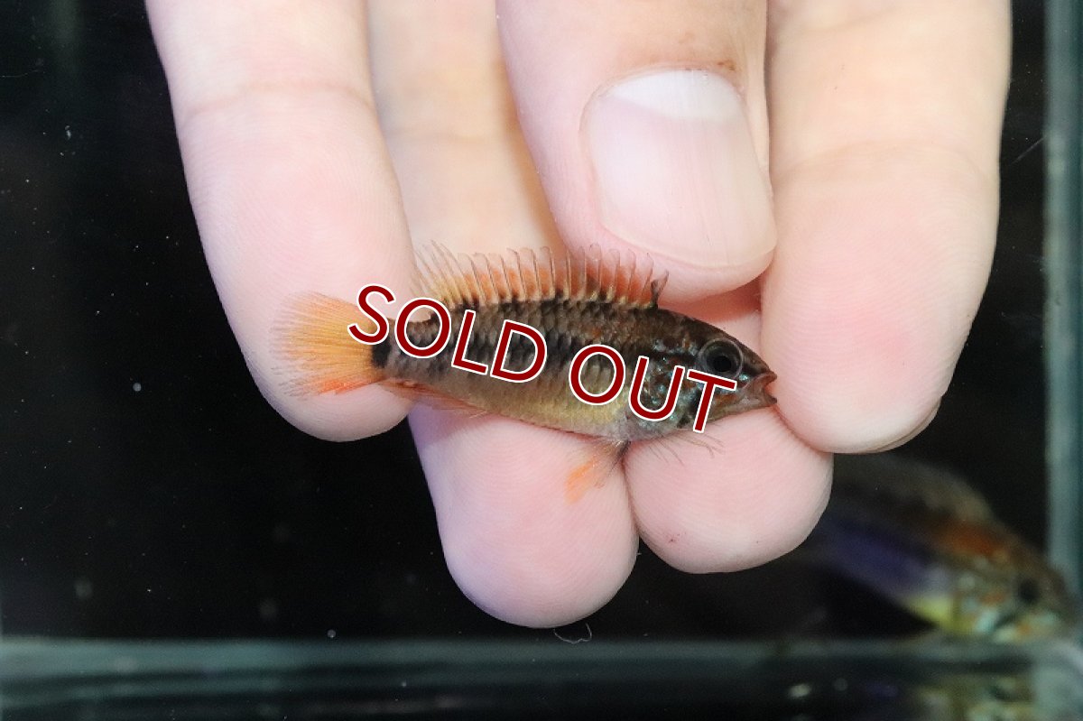 画像2: 【淡水魚】大特価 アピストグラマ マクマステリー【1匹ペア サンプル画像】（アピストグラマ）（生体）（熱帯魚）NKAP (2)