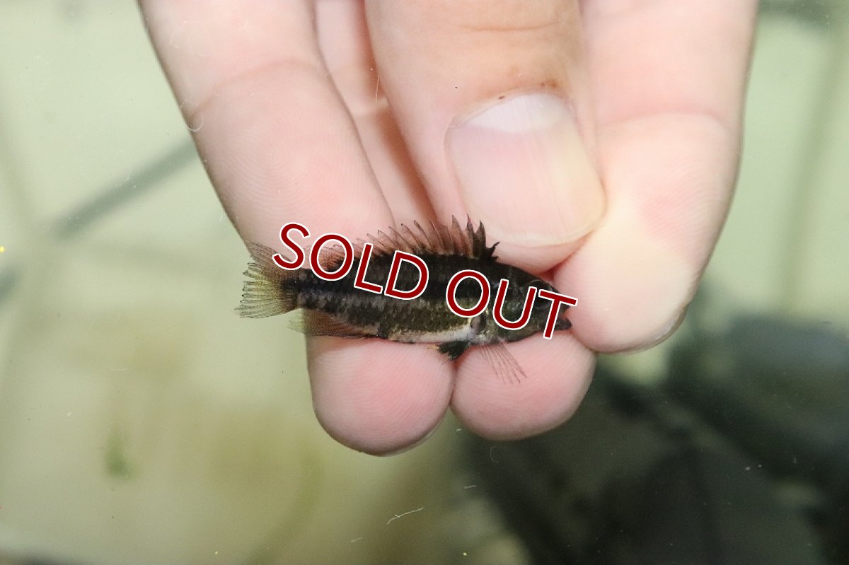 画像2: 【淡水魚】激安 アピストグラマ cf カカトイデス カレイロ産【1匹 サンプル画像】(アピストグラマ)(生体)(熱帯魚)NKAP (2)