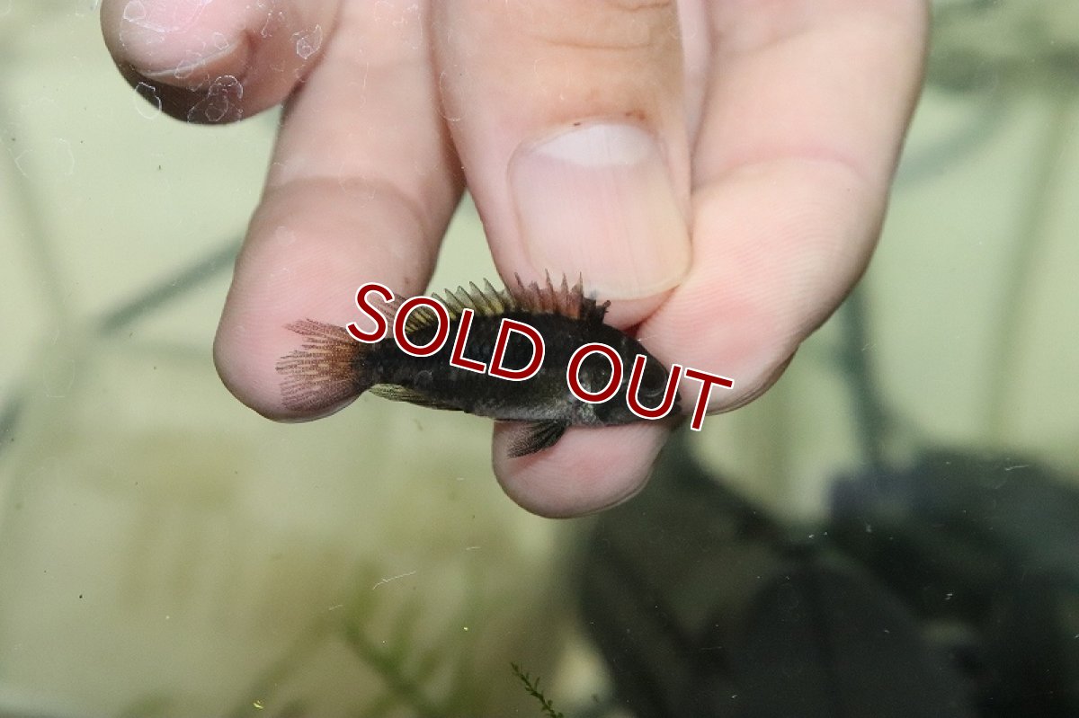 画像3: 【淡水魚】激安 アピストグラマ cf カカトイデス カレイロ産【1匹 サンプル画像】(アピストグラマ)(生体)(熱帯魚)NKAP (3)