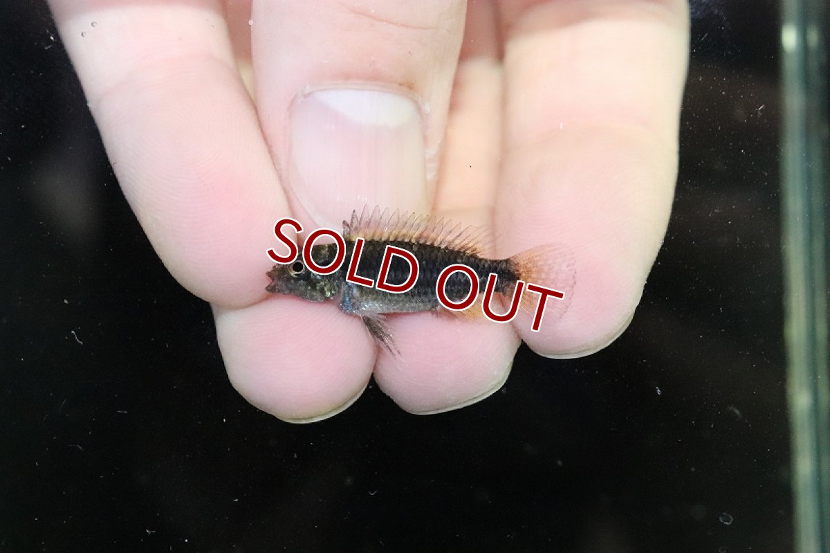 画像2: 【淡水魚】【通販】激安  F-1 アピストグラマ ビタエニアータ カレイロ産【1匹 サンプル画像】(アピストグラマ)(生体)(熱帯魚)NKAP (2)