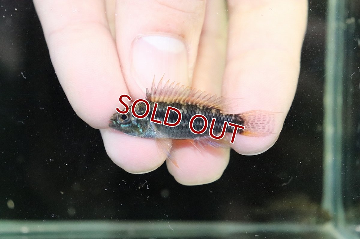 画像3: 【淡水魚】【通販】激安  F-1 アピストグラマ ビタエニアータ カレイロ産【1匹 サンプル画像】(アピストグラマ)(生体)(熱帯魚)NKAP (3)