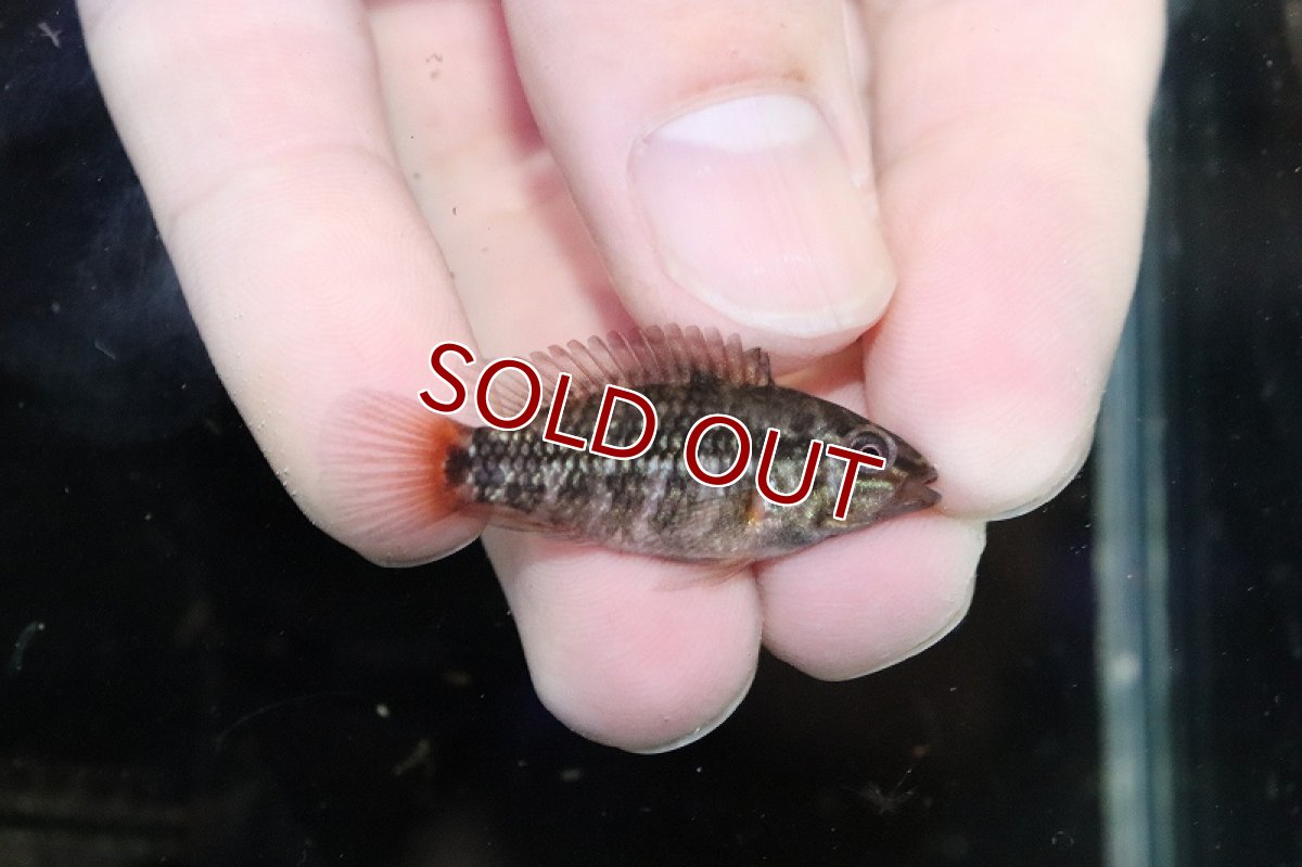 画像2: 【淡水魚】【通販】爆安 激レア F-1 アピストグラマ グランデリーギガス【1匹 サンプル画像】(アピストグラマ)(生体)(熱帯魚)NKAP (2)