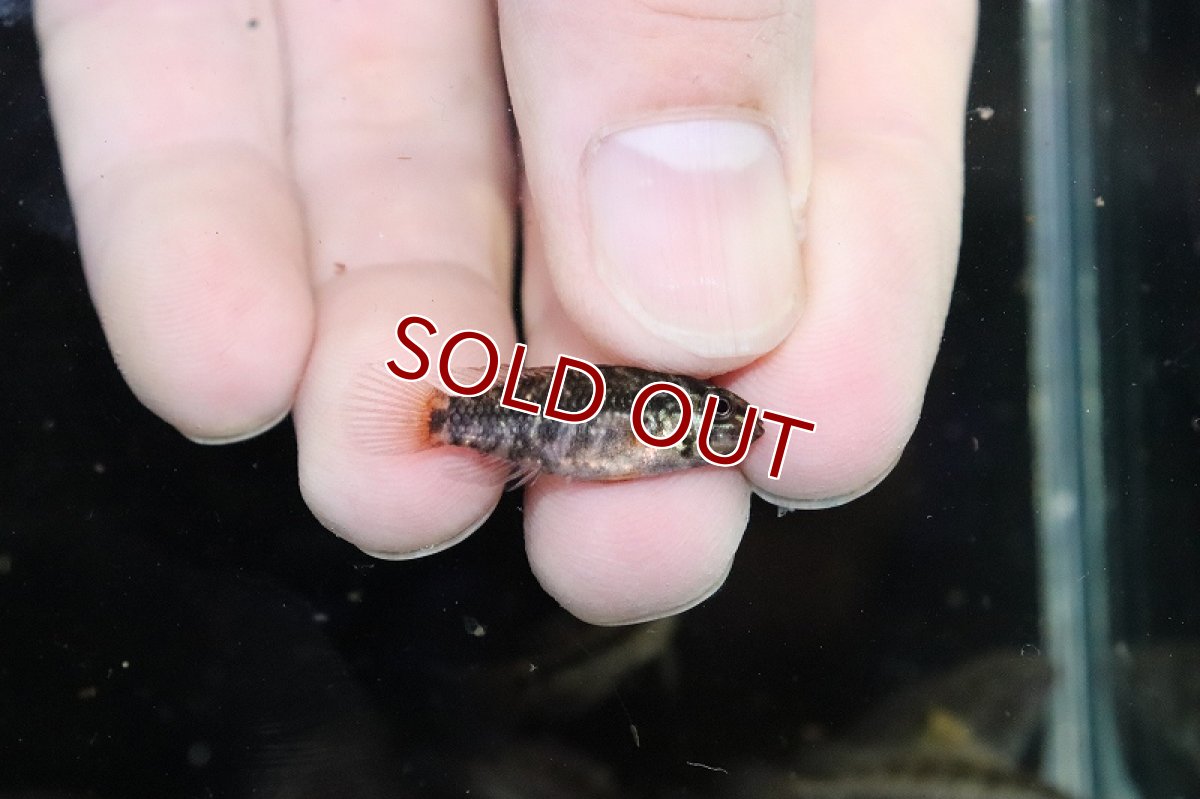 画像3: 【淡水魚】【通販】爆安 激レア F-1 アピストグラマ グランデリーギガス【1匹 サンプル画像】(アピストグラマ)(生体)(熱帯魚)NKAP (3)