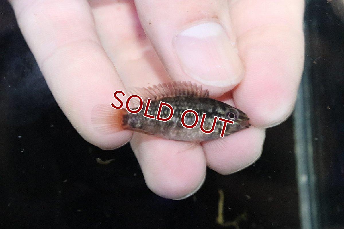 画像4: 【淡水魚】【通販】爆安 激レア F-1 アピストグラマ グランデリーギガス【1匹 サンプル画像】(アピストグラマ)(生体)(熱帯魚)NKAP (4)