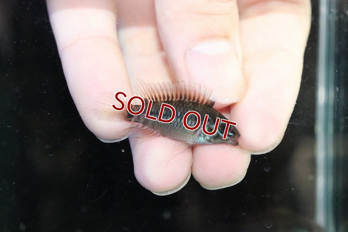 画像2: 【淡水魚】【通販】爆安 アピストグラマ ホイグネイ【1匹 サンプル画像】（アピストグラマ）（生体）（熱帯魚）NKAP (2)