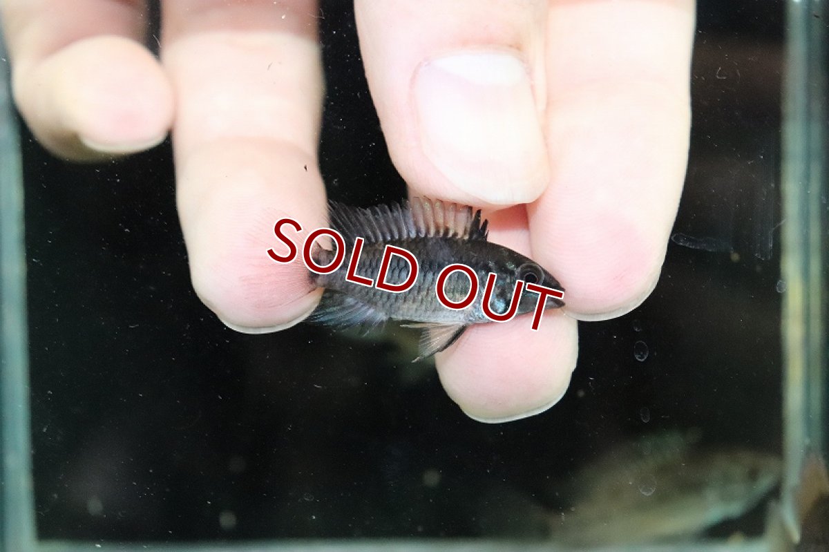 画像2: 【淡水魚】【通販】アピストグラマ ペドゥンクラータ(リオ カウア)【1匹 サンプル画像】(アピストグラマ)(生体)(熱帯魚)NKAP (2)