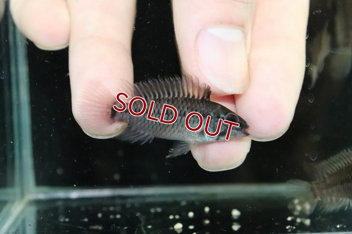 画像3: 【淡水魚】【通販】アピストグラマ ペドゥンクラータ(リオ カウア)【1匹 サンプル画像】(アピストグラマ)(生体)(熱帯魚)NKAP (3)