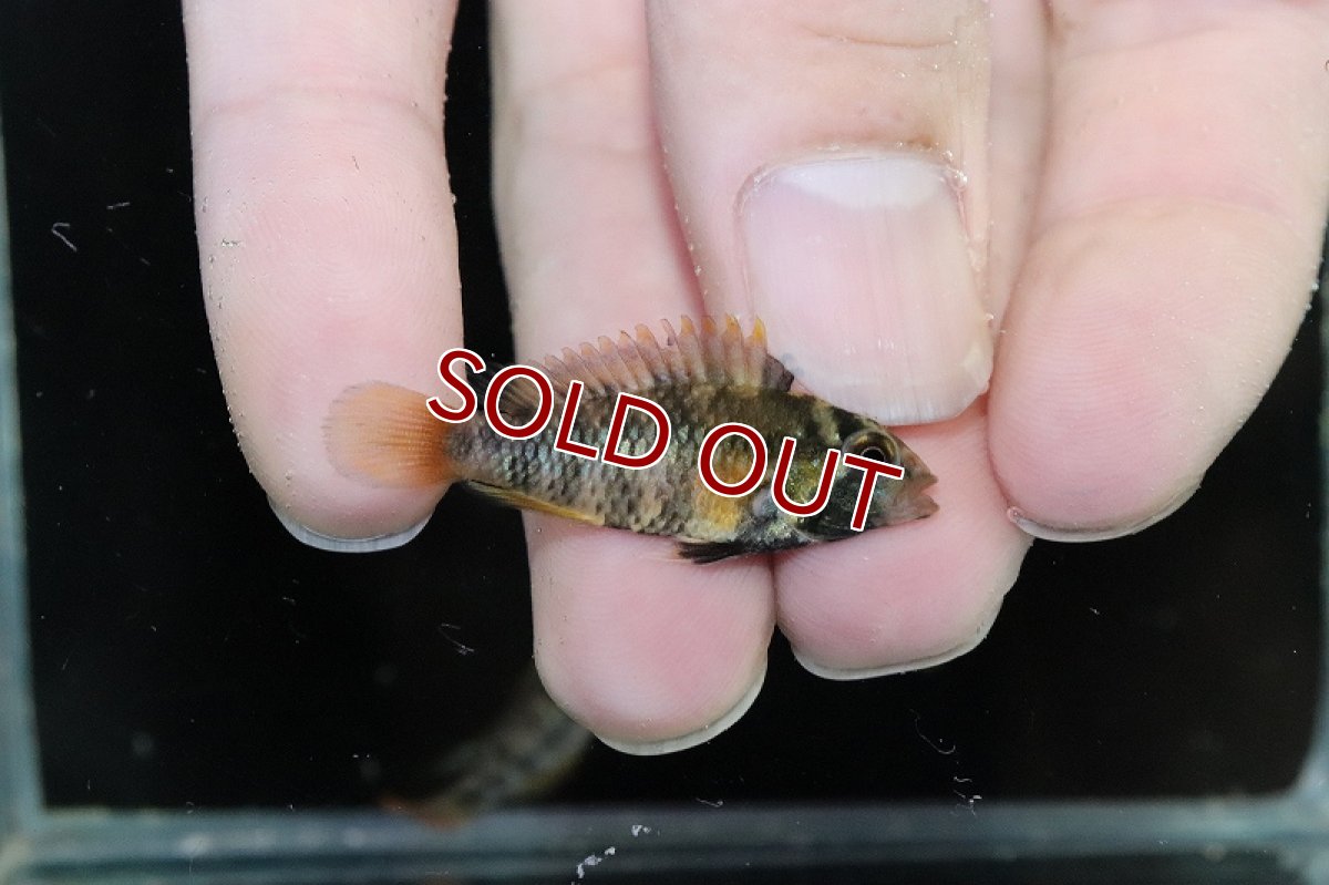 画像2: 【淡水魚】【通販】アピストグラマ インカ50 バエンスヒ【1ペア サンプル画像】（アピストグラマ）（生体）（熱帯魚）NKAP (2)