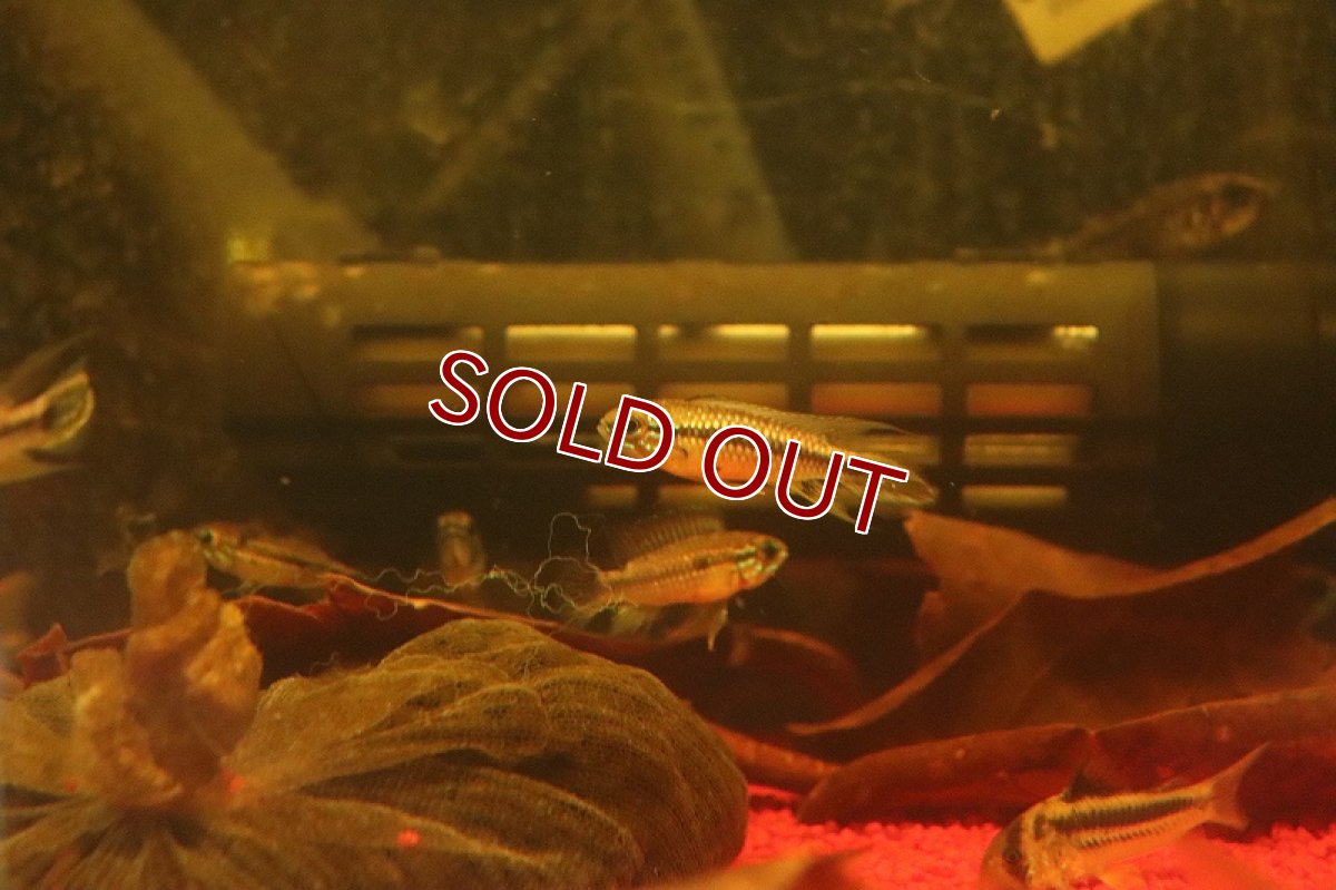 画像2: 【淡水魚】【通販】爆安 アピストグラマ  ミックス【1匹 サンプル画像】（アピストグラマ）（生体）（熱帯魚）NKAP (2)