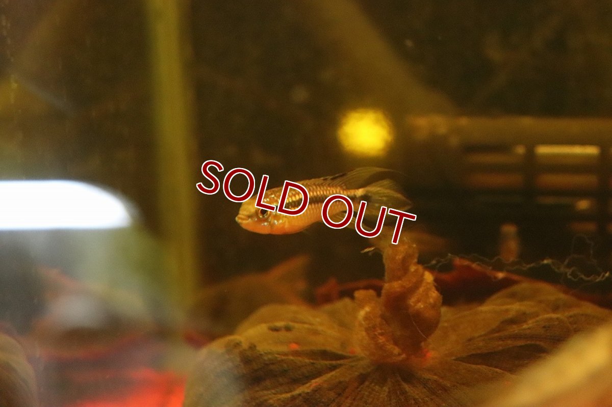 画像3: 【淡水魚】【通販】爆安 アピストグラマ  ミックス【1匹 サンプル画像】（アピストグラマ）（生体）（熱帯魚）NKAP (3)