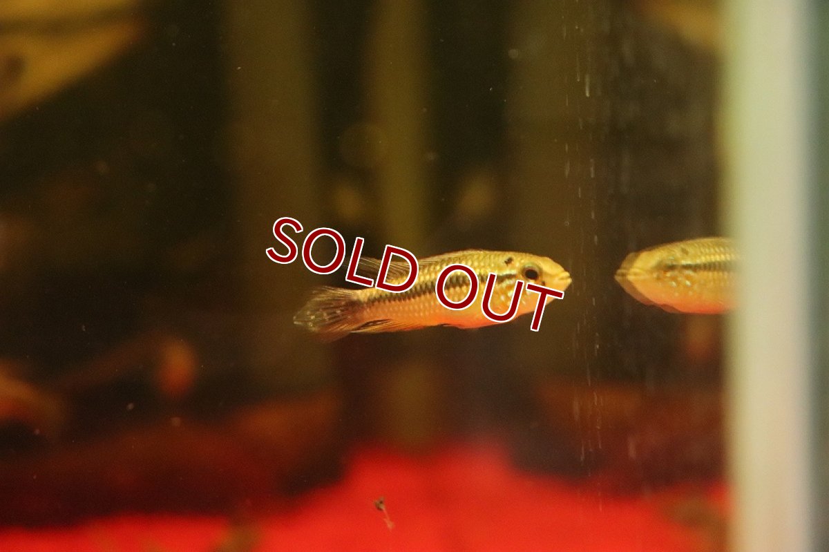 画像4: 【淡水魚】【通販】爆安 アピストグラマ  ミックス【1匹 サンプル画像】（アピストグラマ）（生体）（熱帯魚）NKAP (4)