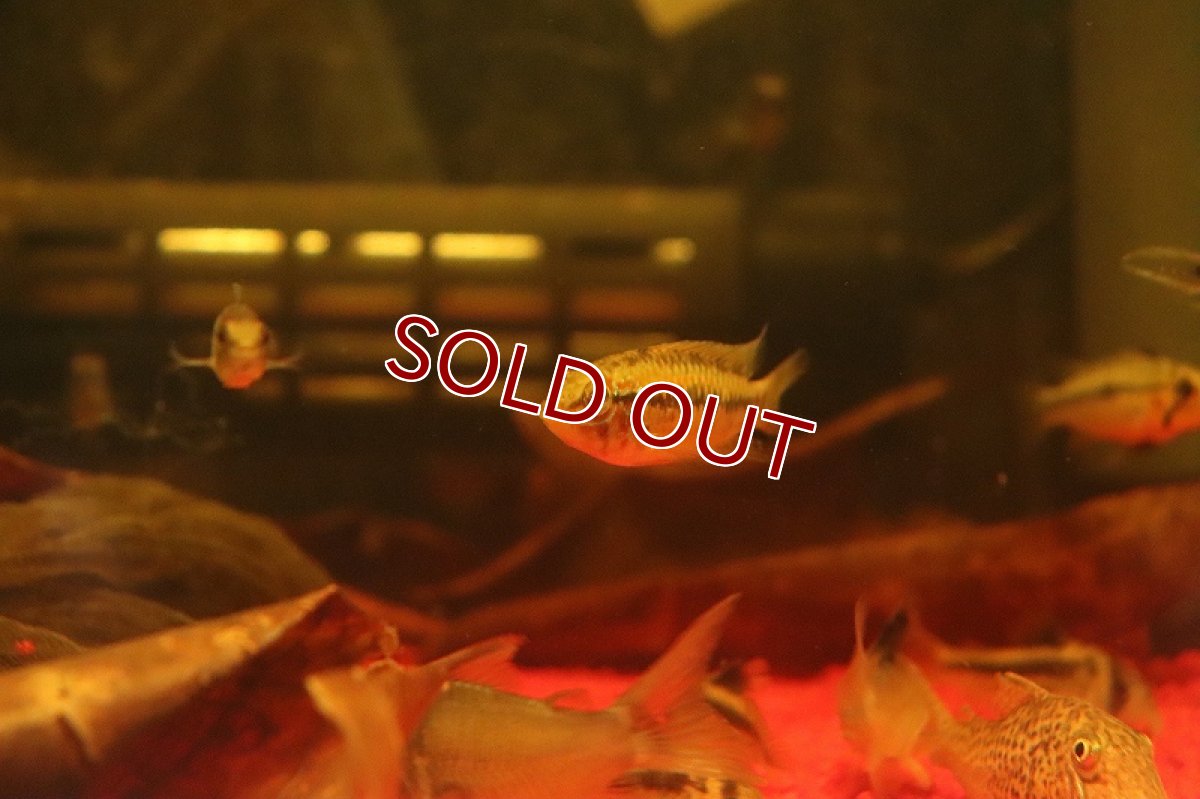 画像5: 【淡水魚】【通販】爆安 アピストグラマ  ミックス【1匹 サンプル画像】（アピストグラマ）（生体）（熱帯魚）NKAP (5)