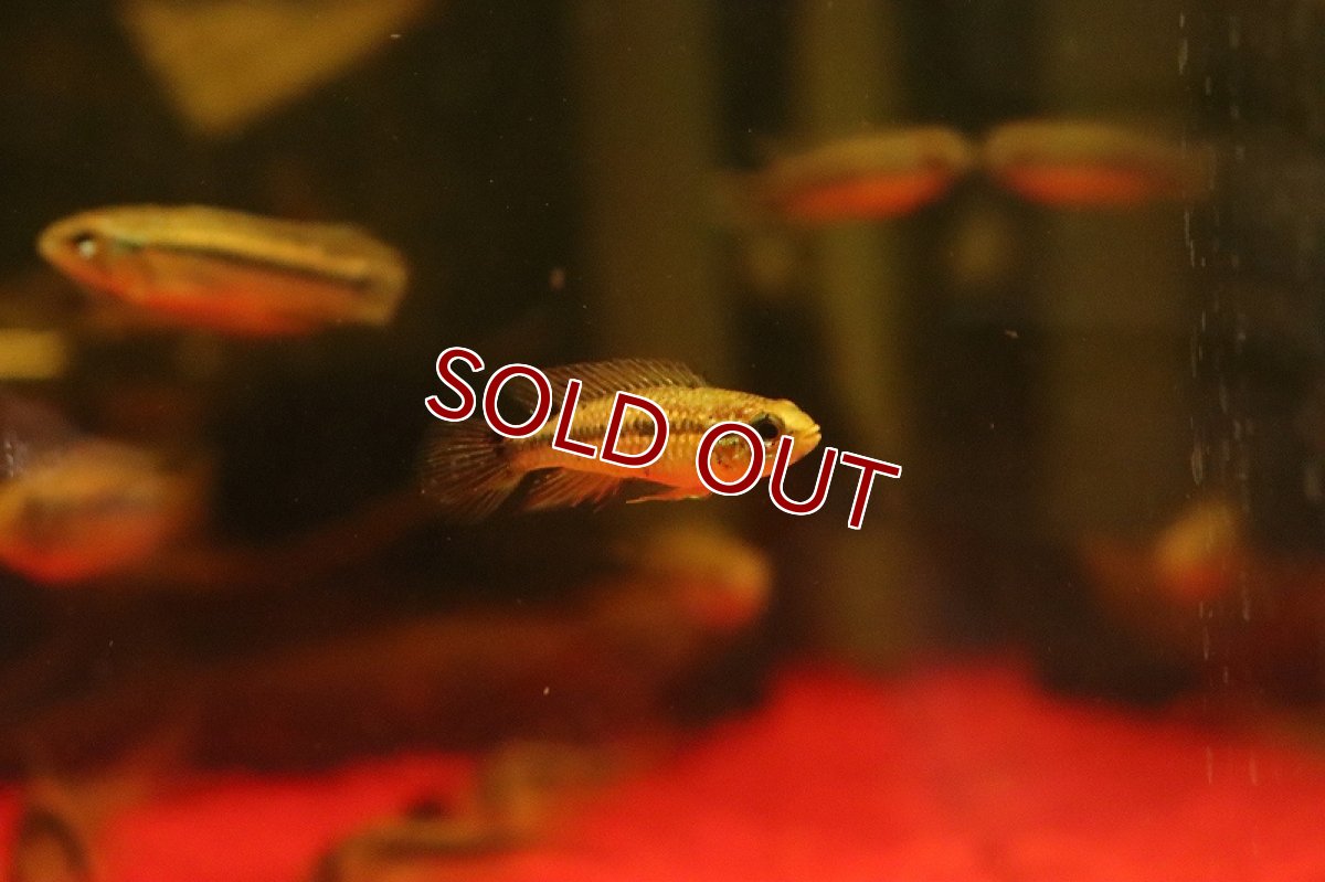 画像6: 【淡水魚】【通販】爆安 アピストグラマ  ミックス【1匹 サンプル画像】（アピストグラマ）（生体）（熱帯魚）NKAP (6)