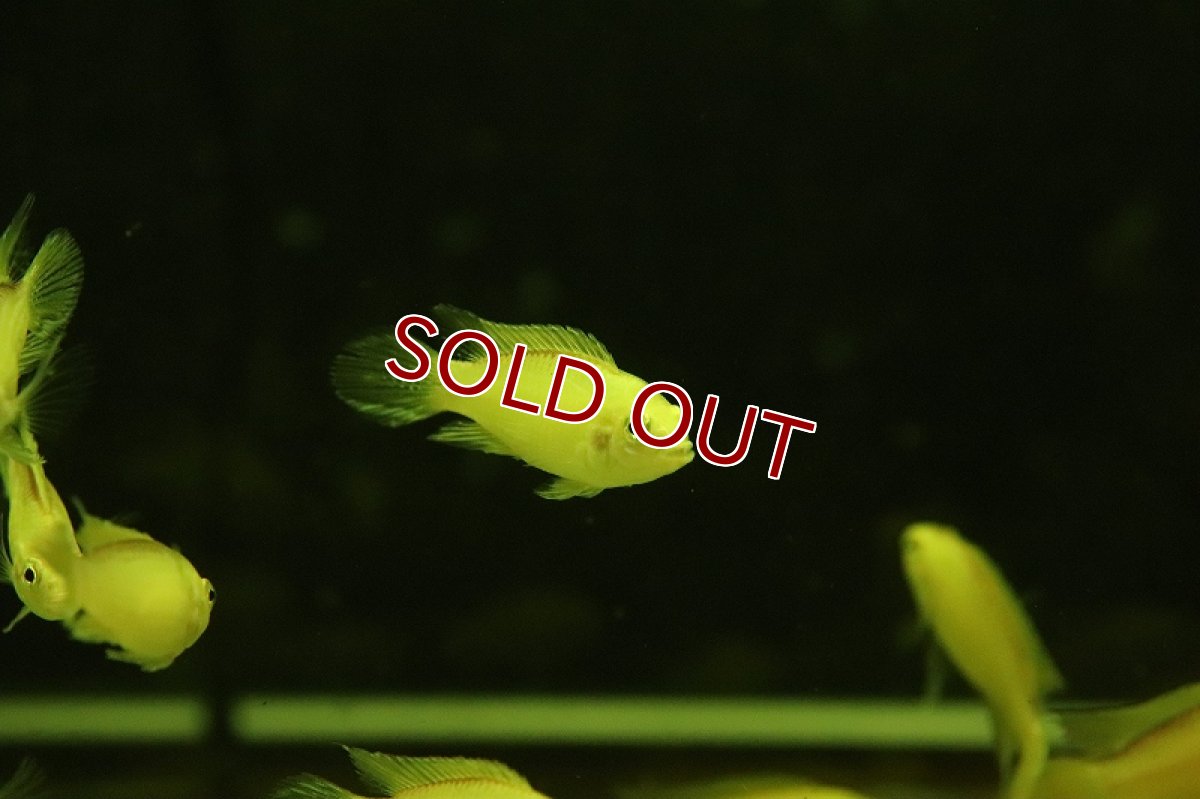 画像2: 【淡水魚】【通販】爆安 アピストグラマ アガシジィ ゴールデン【1匹 サンプル画像】（アピストグラマ）（生体）（熱帯魚）NKAP (2)