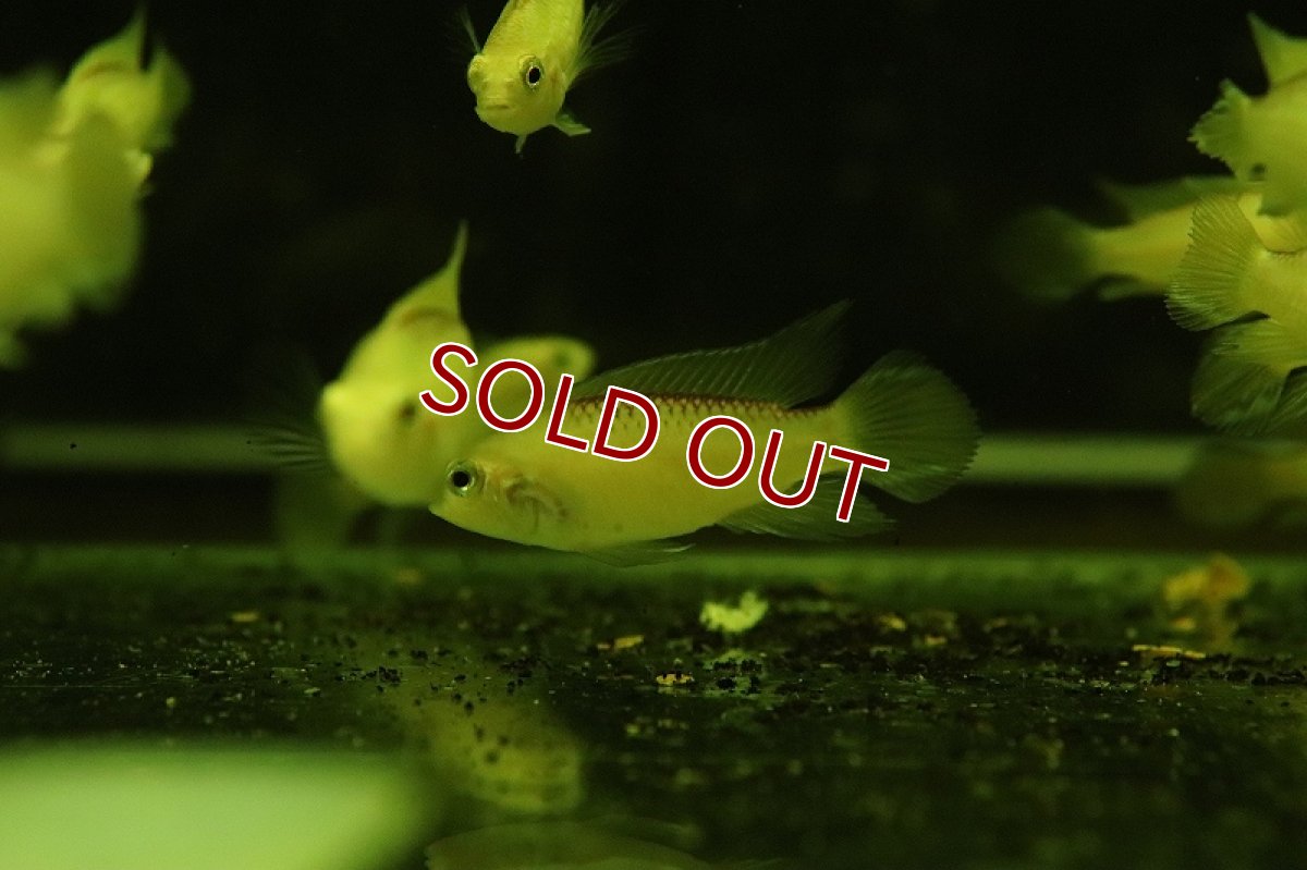 画像3: 【淡水魚】【通販】爆安 アピストグラマ アガシジィ ゴールデン【1匹 サンプル画像】（アピストグラマ）（生体）（熱帯魚）NKAP (3)