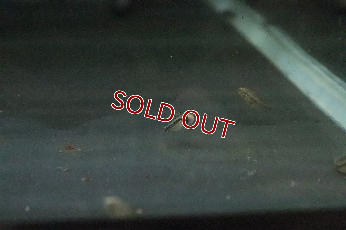 画像2: 【淡水魚】【通販】爆安 アピストグラマ sp D28【１匹 サンプル画像】(アピストグラマ)(生体)(熱帯魚)NKAP (2)