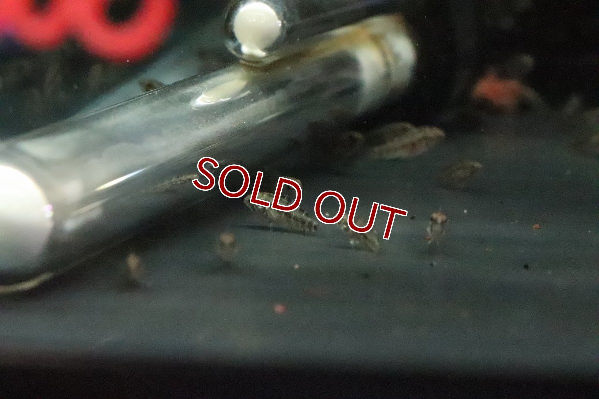 画像3: 【淡水魚】【通販】爆安 アピストグラマ sp D28【１匹 サンプル画像】(アピストグラマ)(生体)(熱帯魚)NKAP (3)