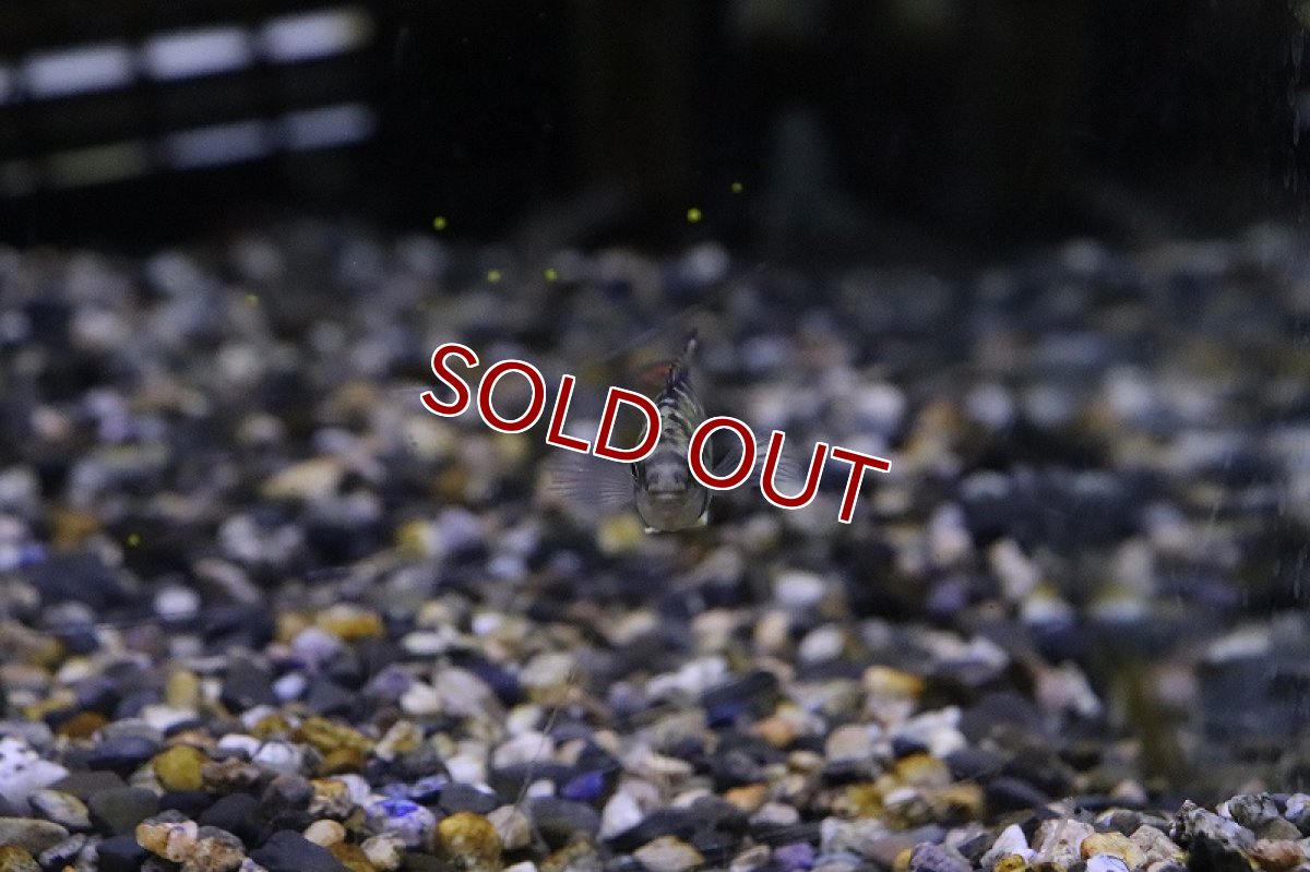 画像2: 【淡水魚】【通販】アピストグラマ ナイスニー【１ペア サンプル画像】（アピストグラマ）（生体）（熱帯魚）NKAP (2)