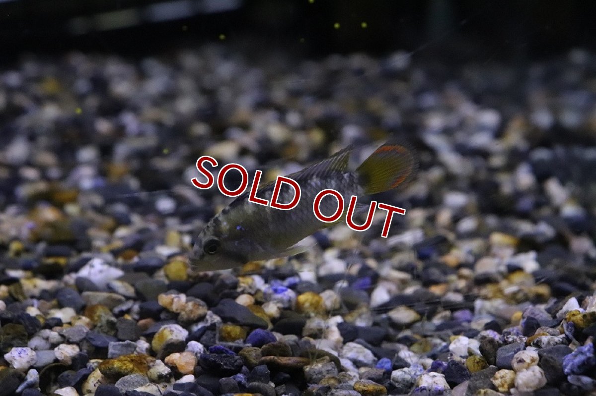 画像3: 【淡水魚】【通販】アピストグラマ ナイスニー【１ペア サンプル画像】（アピストグラマ）（生体）（熱帯魚）NKAP (3)