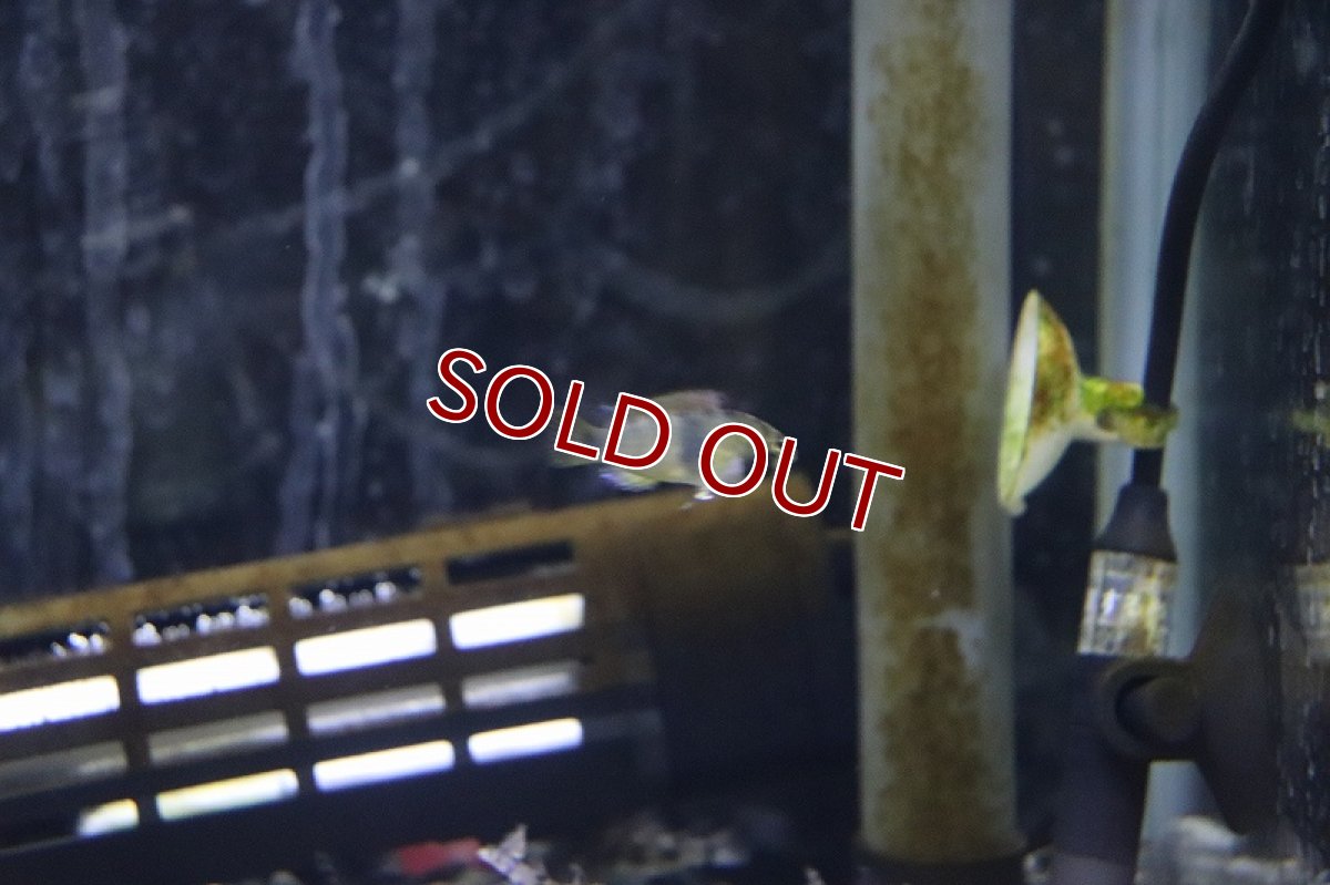 画像4: 【淡水魚】【通販】アピストグラマ ナイスニー【１ペア サンプル画像】（アピストグラマ）（生体）（熱帯魚）NKAP (4)