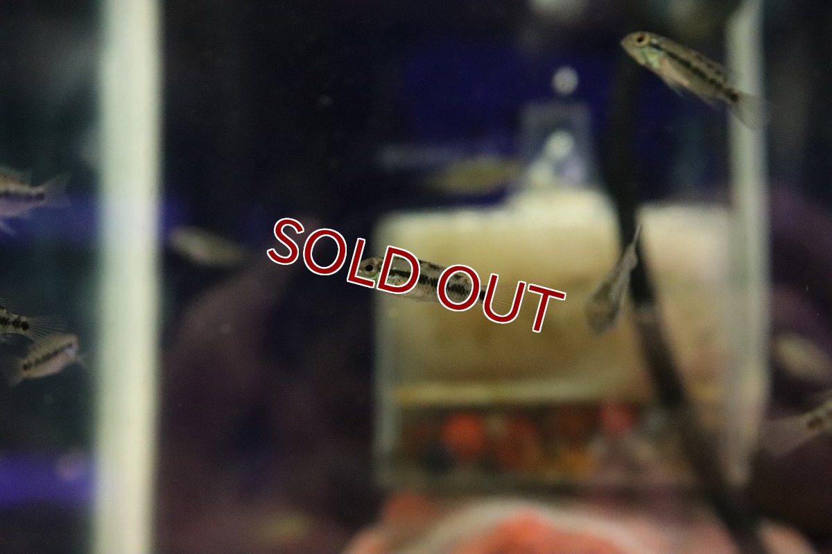 画像2: 【淡水魚】【通販】爆安 選別不可 アピストグラマ ハロルド F-1【１匹 サンプル画像】(アピストグラマ)(生体)(熱帯魚)NKAP (2)