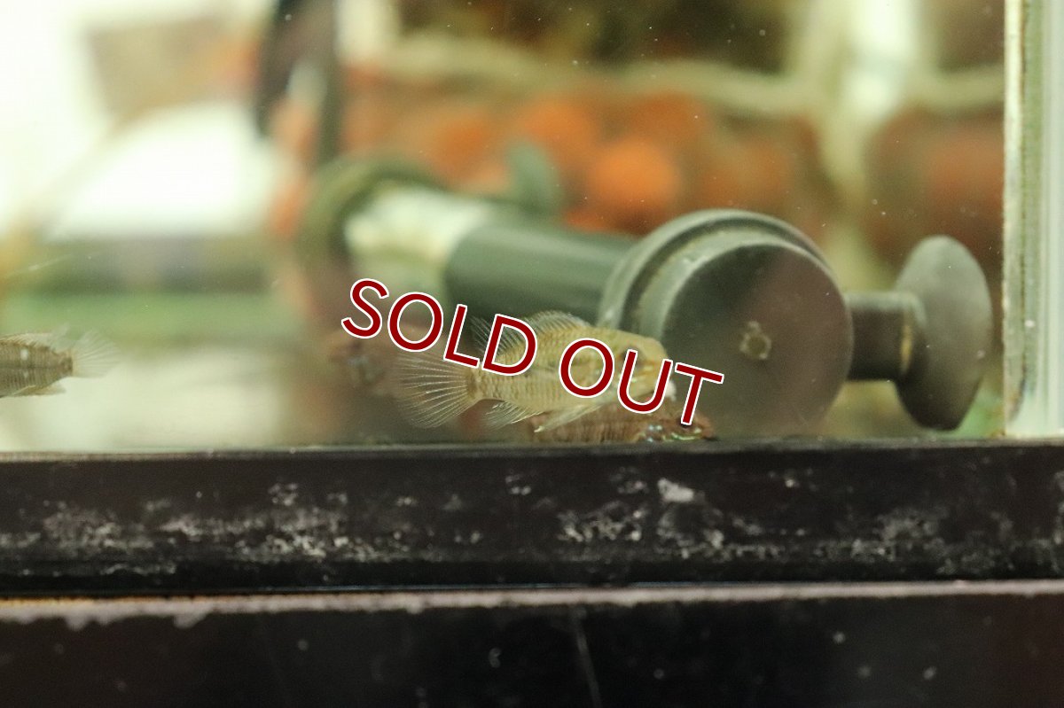 画像2: 【淡水魚】【通販】爆安 選別不可 アピストグラマ グアジャラメリン F-1【１匹 サンプル画像】(アピストグラマ)(生体)(熱帯魚)NKAP (2)