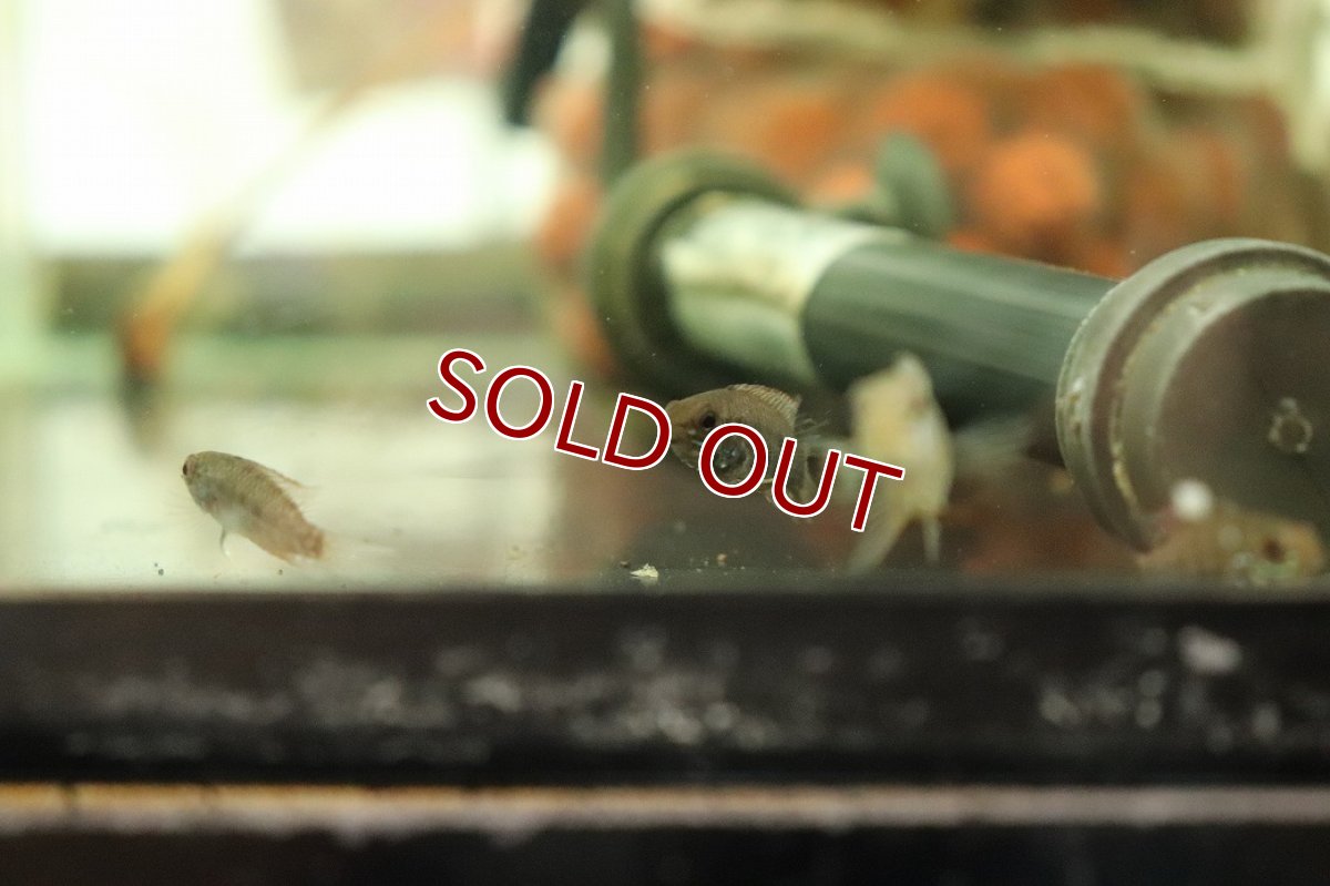 画像3: 【淡水魚】【通販】爆安 選別不可 アピストグラマ グアジャラメリン F-1【１匹 サンプル画像】(アピストグラマ)(生体)(熱帯魚)NKAP (3)