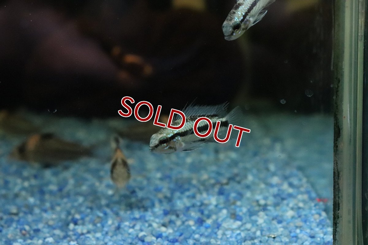 画像2: 【淡水魚】【通販】オス個体 アピストグラマ トリファスキアータ【１匹 サンプル画像】(アピストグラマ)(生体)(熱帯魚)NK (2)