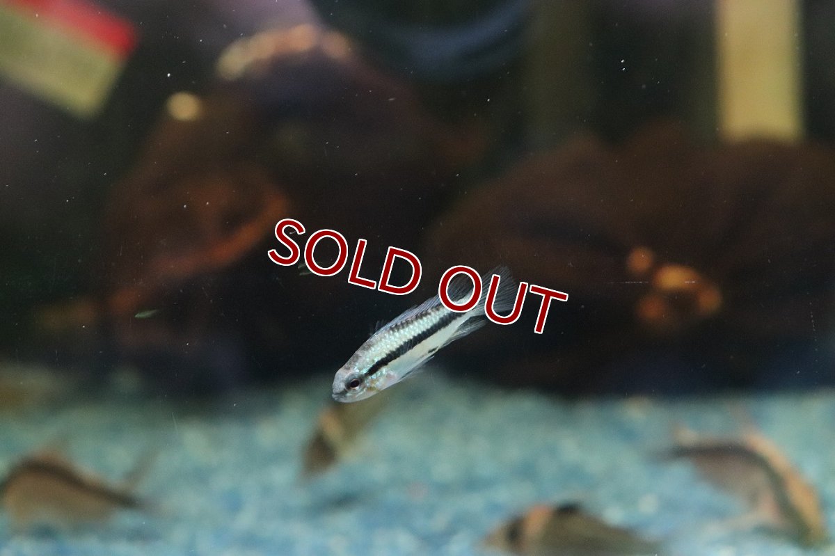 画像3: 【淡水魚】【通販】オス個体 アピストグラマ トリファスキアータ【１匹 サンプル画像】(アピストグラマ)(生体)(熱帯魚)NK (3)