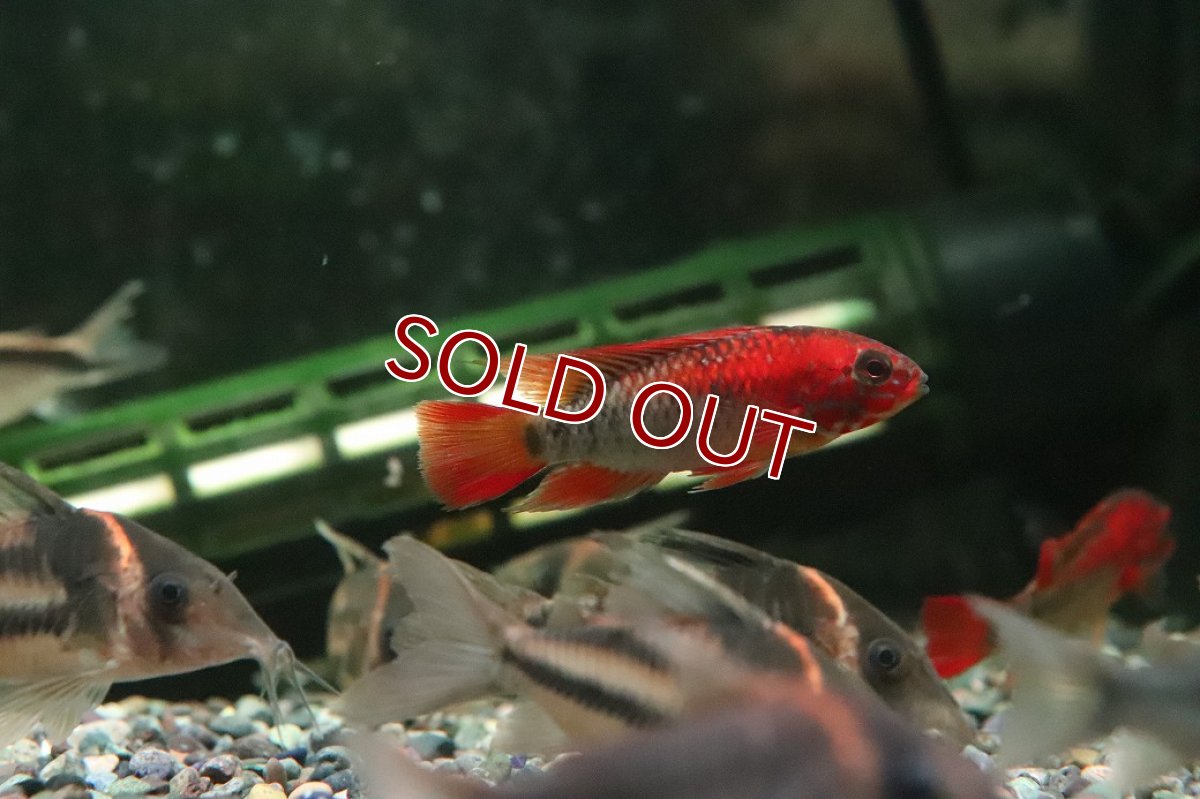 画像1: 【淡水魚】【通販】極赤 アピストグラマ ヴィエジタ エクストリームレッド【１ペア サンプル画像】(アピストグラマ)(生体)(熱帯魚)NKAP (1)