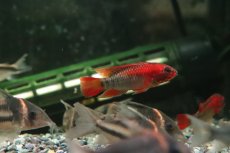 画像1: 【淡水魚】【通販】極赤 アピストグラマ ヴィエジタ エクストリームレッド【１ペア サンプル画像】(アピストグラマ)(生体)(熱帯魚)NKAP (1)