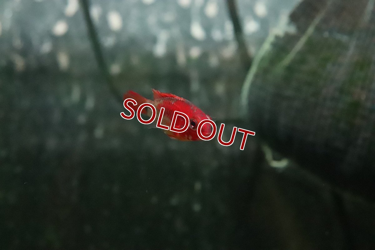 画像2: 【淡水魚】【通販】極赤 アピストグラマ ヴィエジタ エクストリームレッド【１ペア サンプル画像】(アピストグラマ)(生体)(熱帯魚)NKAP (2)