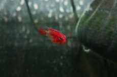 画像2: 【淡水魚】【通販】極赤 アピストグラマ ヴィエジタ エクストリームレッド【１ペア サンプル画像】(アピストグラマ)(生体)(熱帯魚)NKAP (2)