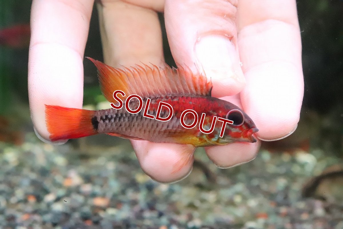画像3: 【淡水魚】【通販】極赤 アピストグラマ ヴィエジタ エクストリームレッド【１ペア サンプル画像】(アピストグラマ)(生体)(熱帯魚)NKAP (3)