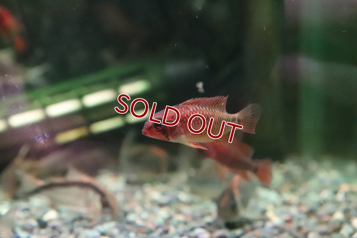 画像4: 【淡水魚】【通販】極赤 アピストグラマ ヴィエジタ エクストリームレッド【１ペア サンプル画像】(アピストグラマ)(生体)(熱帯魚)NKAP (4)