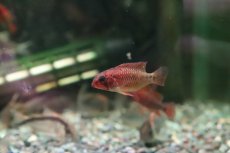 画像4: 【淡水魚】【通販】極赤 アピストグラマ ヴィエジタ エクストリームレッド【１ペア サンプル画像】(アピストグラマ)(生体)(熱帯魚)NKAP (4)