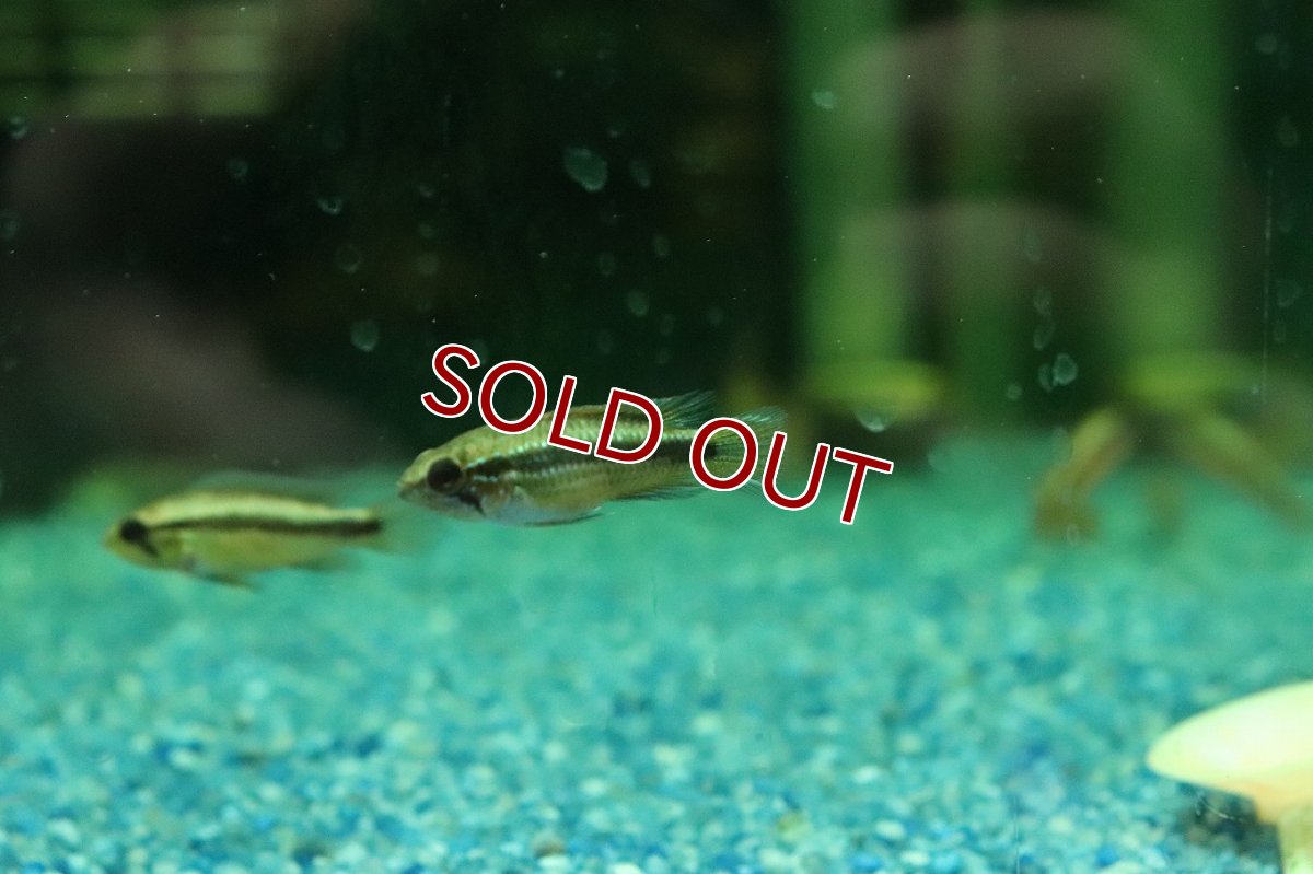 画像1: 【淡水魚】【通販】特価 アピストグラマ アガシジィ ブルー【１ペア サンプル画像】(アピストグラマ)(生体)(熱帯魚)NKAP (1)