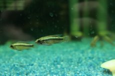 画像1: 【淡水魚】【通販】特価 アピストグラマ アガシジィ ブルー【１ペア サンプル画像】(アピストグラマ)(生体)(熱帯魚)NKAP (1)