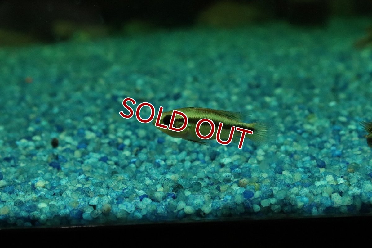 画像2: 【淡水魚】【通販】特価 アピストグラマ アガシジィ ブルー【１ペア サンプル画像】(アピストグラマ)(生体)(熱帯魚)NKAP (2)