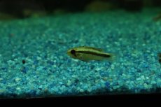 画像2: 【淡水魚】【通販】特価 アピストグラマ アガシジィ ブルー【１ペア サンプル画像】(アピストグラマ)(生体)(熱帯魚)NKAP (2)