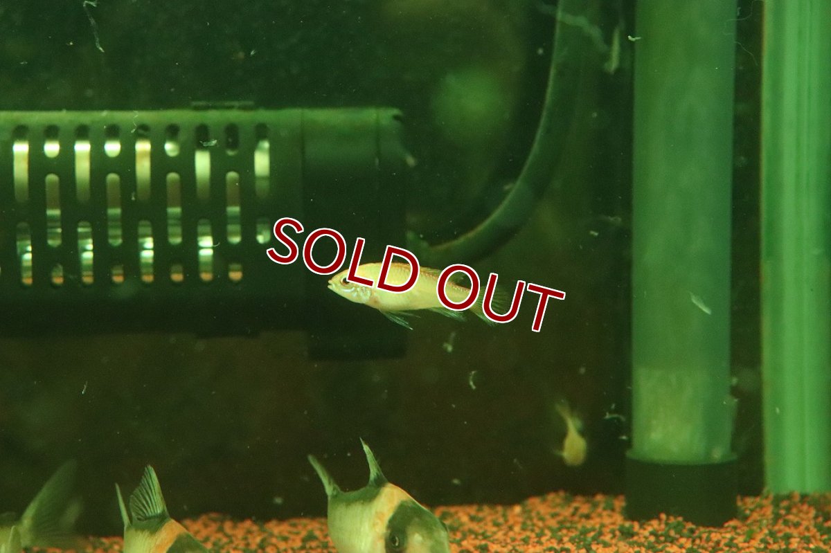 画像1: 【淡水魚】【通販】特価 アピストグラマ アガシジィ ゴールド【１ペア サンプル画像】(アピストグラマ)(生体)(熱帯魚)NKAP (1)