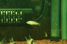 画像1: 【淡水魚】【通販】特価 アピストグラマ アガシジィ ゴールド【１ペア サンプル画像】(アピストグラマ)(生体)(熱帯魚)NKAP (1)