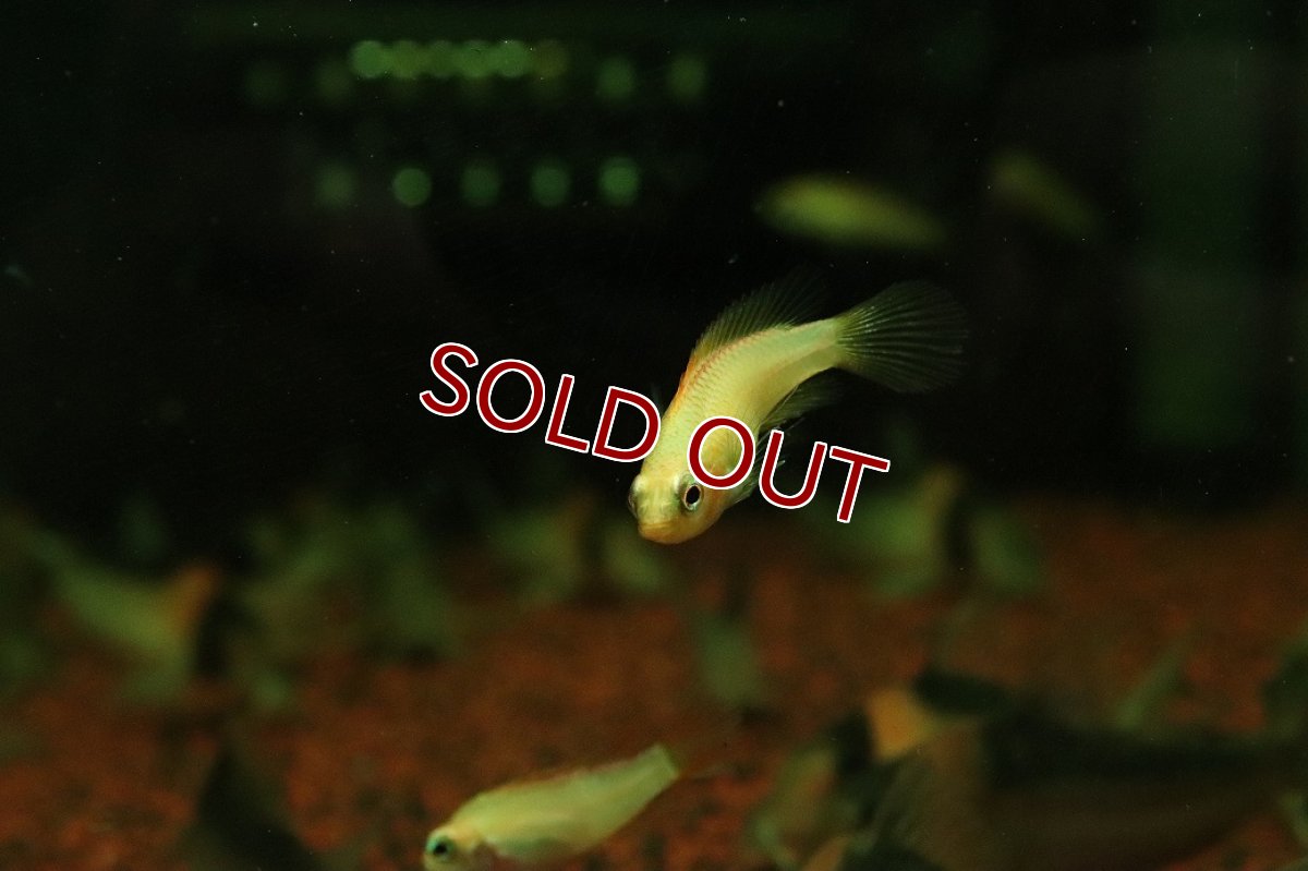 画像2: 【淡水魚】【通販】特価 アピストグラマ アガシジィ ゴールド【１ペア サンプル画像】(アピストグラマ)(生体)(熱帯魚)NKAP (2)