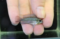 画像1: 【淡水魚】【通販】アピストグラマ レッドフィンスリーストラインプ トリファスキアータ【１ペア サンプル画像】(生体)(熱帯魚)NKAP (1)